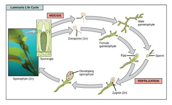 <p>type of sporic lifecycle, with a sporophyte and gametophyte (will go back and forth between the two)</p><ul><li><p><em>Laminaria</em> life cycle - alternation of 2 generations</p></li></ul><p></p>