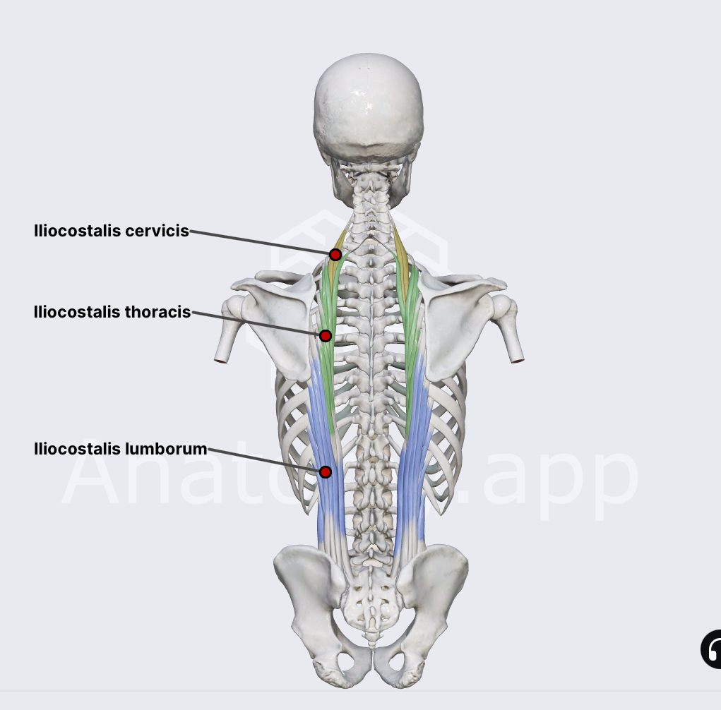 <p><span>Iliocostalis — Insertion?</span></p>