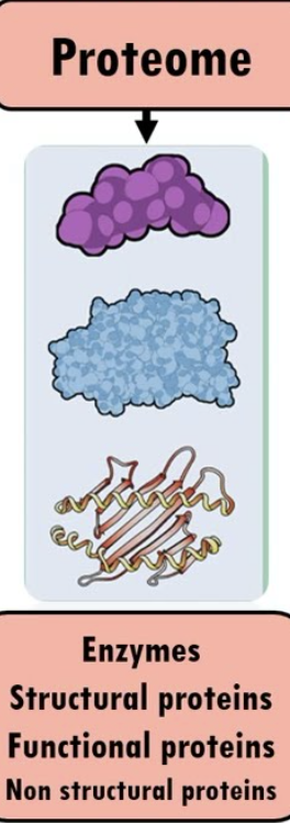 <p>The complete set of proteins an organism makes</p>