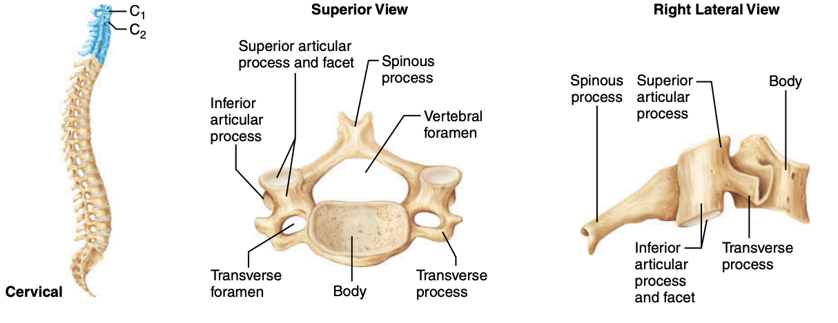<p><strong>Spinal Curves</strong></p><p>Which curves are concave posteriorly?</p>