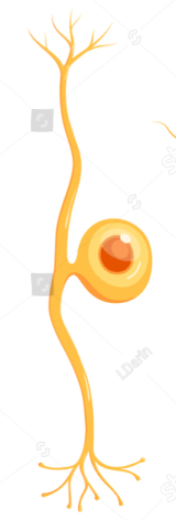 <p>what type of neuron is this </p>