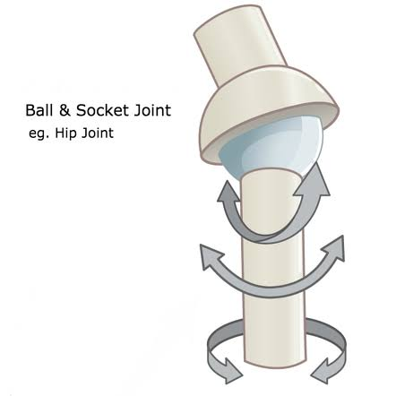 <p>the spherical end of one bone articulates with cup-like socket of another bone; multi-axial</p><ul><li><p>shoulder joint and hip joints</p></li></ul><p></p>