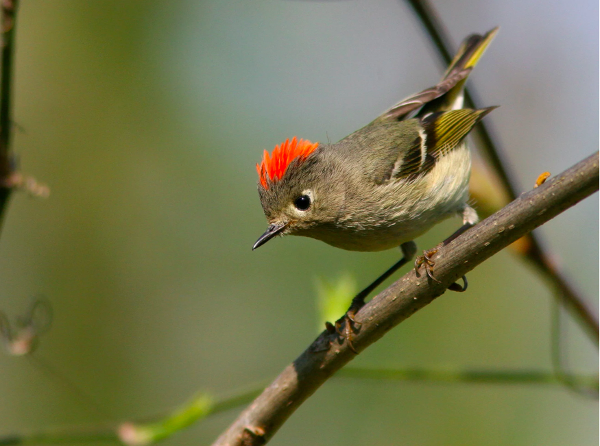 <p>Ruby-crowned Kinglet</p>