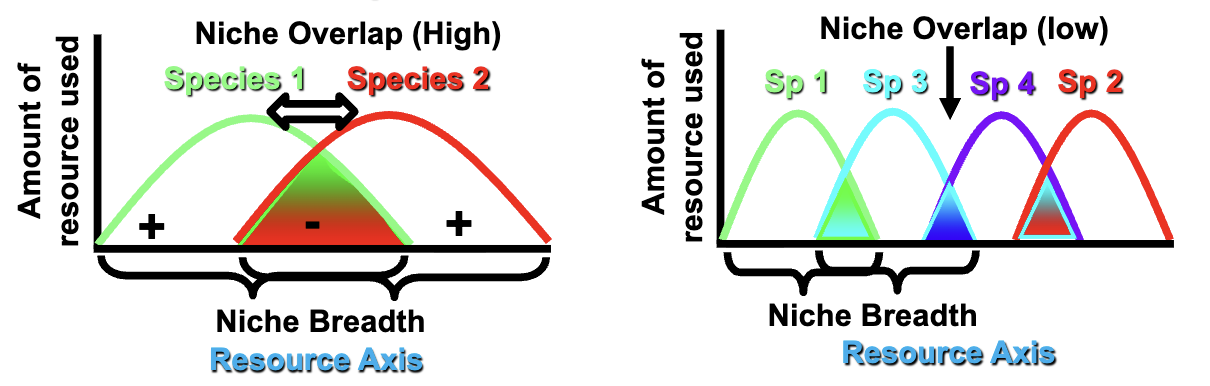 <p>Niche: ecological space; all ways to occupy resources in an environment </p><p>Species 1 (ex: ones that eat small seeds) +</p><ul><li><p>Intraspecific competition and more reproductive success on the ends</p></li></ul><p>Species 2 (ex: ones that eat big seeds) +</p><ul><li><p>Intraspecific competition and more reproductive success on the ends</p></li></ul><p>Intermediate: </p><ul><li><p>Interspecific competition (worse)</p></li></ul><p>The wider the average niche breadth the fewer the number of species in the community that can fit with that niche (due to extreme competition) (extinction via competitive exclusion)</p><ul><li><p>Seen in the short-term</p></li></ul><ul><li><p>Almost complete overlap; complete competitor and competition exclusion </p></li></ul><p>The narrower the average niche breadth the more species in the community (coexistence via resource partitioning)</p><ul><li><p>Coexist with resource partitioning </p></li><li><p>More intraspecific over interspecific</p></li><li><p>Less overlap</p></li><li><p>If time is stable and long enough curves will eventually spread out to reduce interspecific competition </p></li><li><p>The middle (niche) opens up and a species can drop in and specialize on the intermediate seeds (creates overlap again; more interspecific competition)</p><ul><li><p>Specialized characteristics (ex: beaks), more success, more offspring </p></li></ul></li><li><p>Stable environment: coral reef and tropical rainforest</p></li><li><p>Repeats</p></li></ul><p></p>