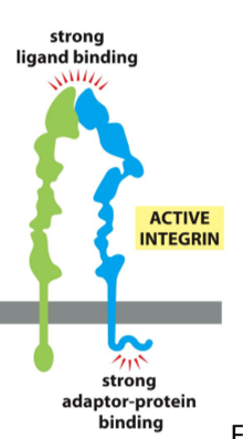 <ul><li><p>Extracellular domain is unfolded and extended</p></li><li><p>Cytoplasmic tails unhook to expose adaptor protein binding sites</p></li></ul><p></p>