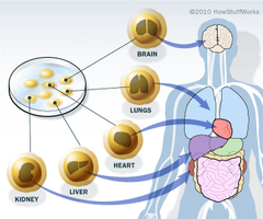 <p>Epithelial tissues are AVASCULAR. But they have REGENERATIVE abilities supported by division of STEM CELLS.</p>