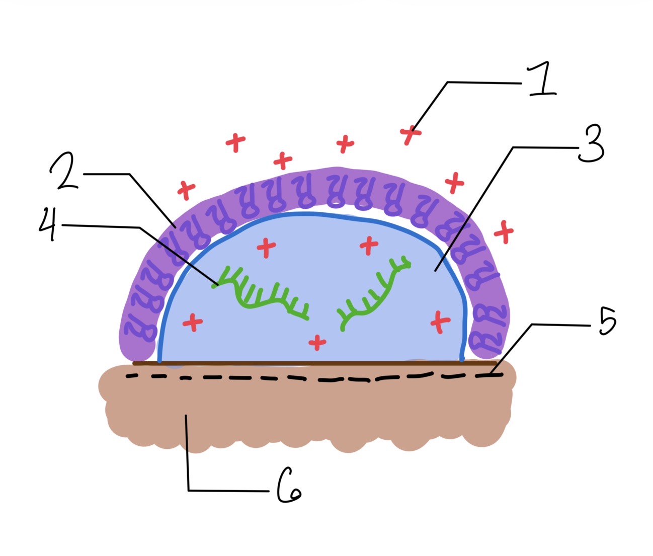 <p>Identify 2 on this protocell drawing (click to enlarge image)</p>