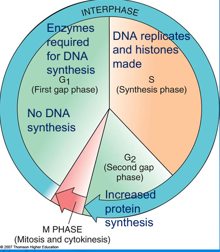 <p>Synthesis phase – </p>