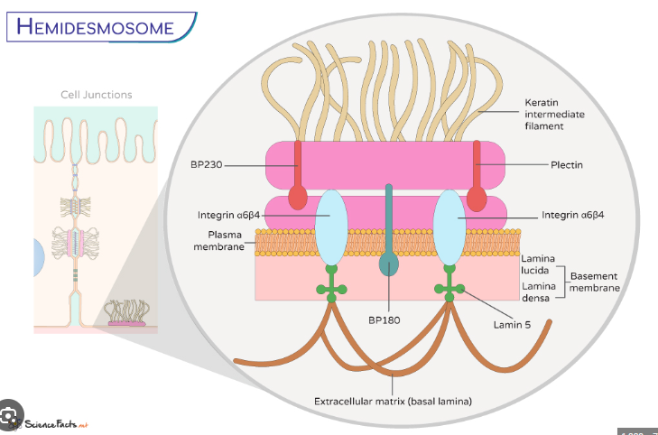 <ul><li><p>Located in basement membrane zone</p></li><li><p>Attachment plaques within basal cells that lock cells to the Basal Lamina</p></li><li><p>Tonofilaments secure the plaques to cells &amp; receptor sites accept anchoring filaments from the Lamina Lucida</p></li></ul><p></p>