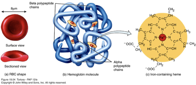 <p>hemoglobin</p>