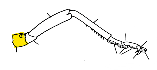 <p>Basal-most segment of the leg</p>