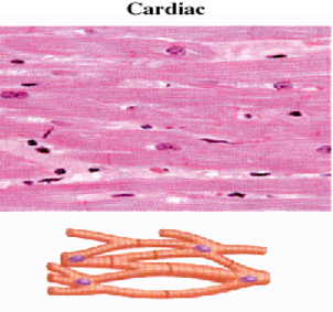 <ul><li><p>Only exists in heart</p></li><li><p>Contracts to squeeze blood out and relaxes to allow heart to re fill</p></li></ul><p></p>
