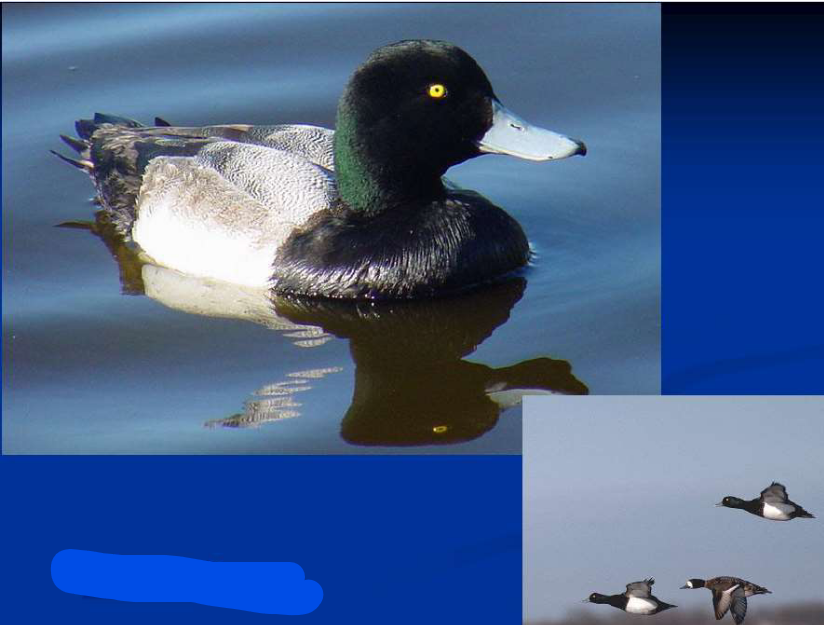 <p>What is the Order, Family, Subfamily and Common name of this vertebrate?</p>