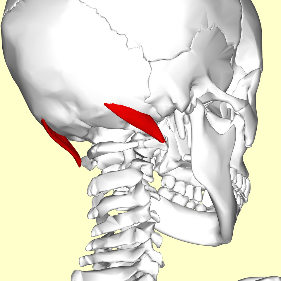 <p>O: Transverse process of C1</p><p>I: Occipital bone</p><p>N: Suboccipital nerve</p><p>Fx: Laterally flexes the head (tilts)</p>