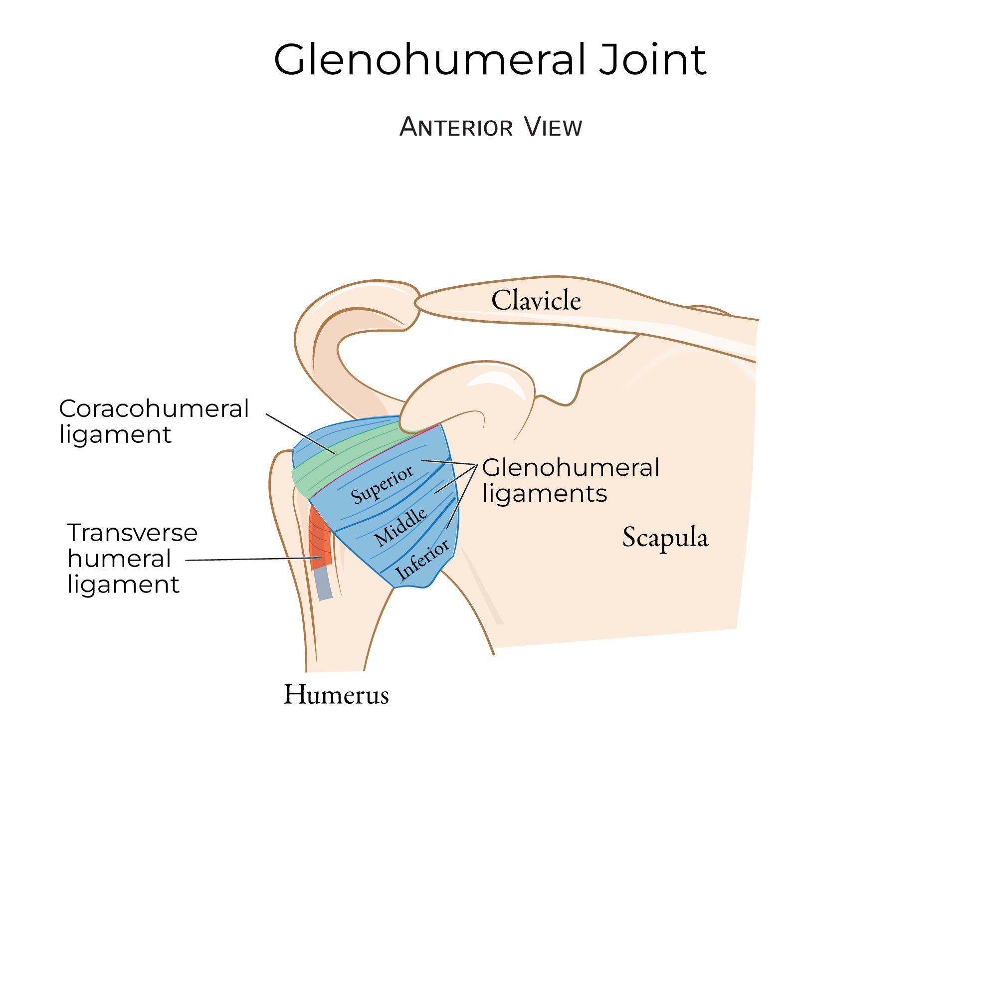<p>Attachments</p><ul><li><p><span style="background-color: transparent;">Glenoid margin -> lesser tubercle/anatomical neck</span></p></li></ul><p>Functions</p><ul><li><p><span style="background-color: transparent;">Strengthen anterior capsule&nbsp;</span></p></li></ul><p>Features</p><ul><li><p><span style="background-color: transparent;">Resist external rotation, stability to anterior part of GHJ</span></p></li></ul><table style="min-width: 127px;"><colgroup><col style="width: 102px;"><col style="min-width: 25px;"></colgroup><tbody><tr><td colspan="1" rowspan="1" colwidth="102" style="border-width: 1pt; border-style: solid; border-color: rgb(0, 0, 0); vertical-align: top; padding: 5pt; overflow: hidden; overflow-wrap: break-word;"><p></p></td><td colspan="1" rowspan="1" style="border-width: 1pt; border-style: solid; border-color: rgb(0, 0, 0); vertical-align: top; padding: 5pt; overflow: hidden; overflow-wrap: break-word;"><p></p></td></tr></tbody></table><p></p>