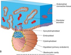 <p>- Invades endometrium</p>