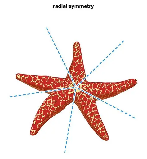 <p>Radial symmetry</p>