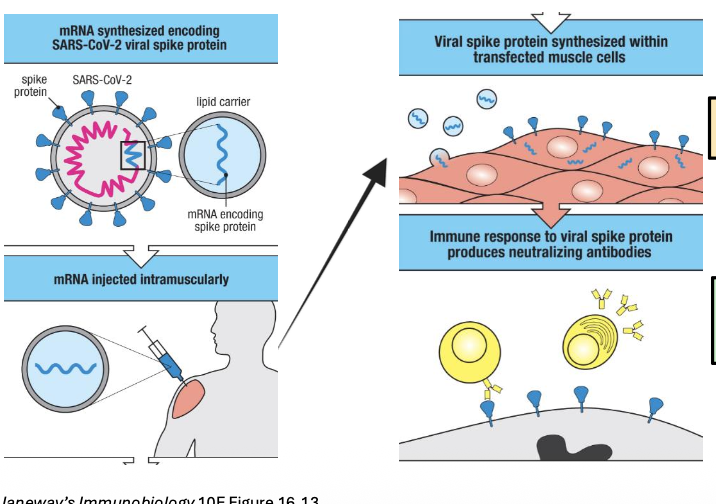 <p>mRNA vaccines do not use any native part of the pathogen </p><ul><li><p>mRNA in lipid carrier enters cells locally and uses cellular machinery to make antigen</p></li></ul><p></p><ol><li><p>mRNA injected intramuscularly (from synthesized encoding SARS-COV2 viral spike protein) </p></li><li><p>Viral spike protein synthesized within transfected muscle cells </p></li><li><p>Immune response to viral spike protein produces neutralizing antibodies</p></li></ol><p></p>