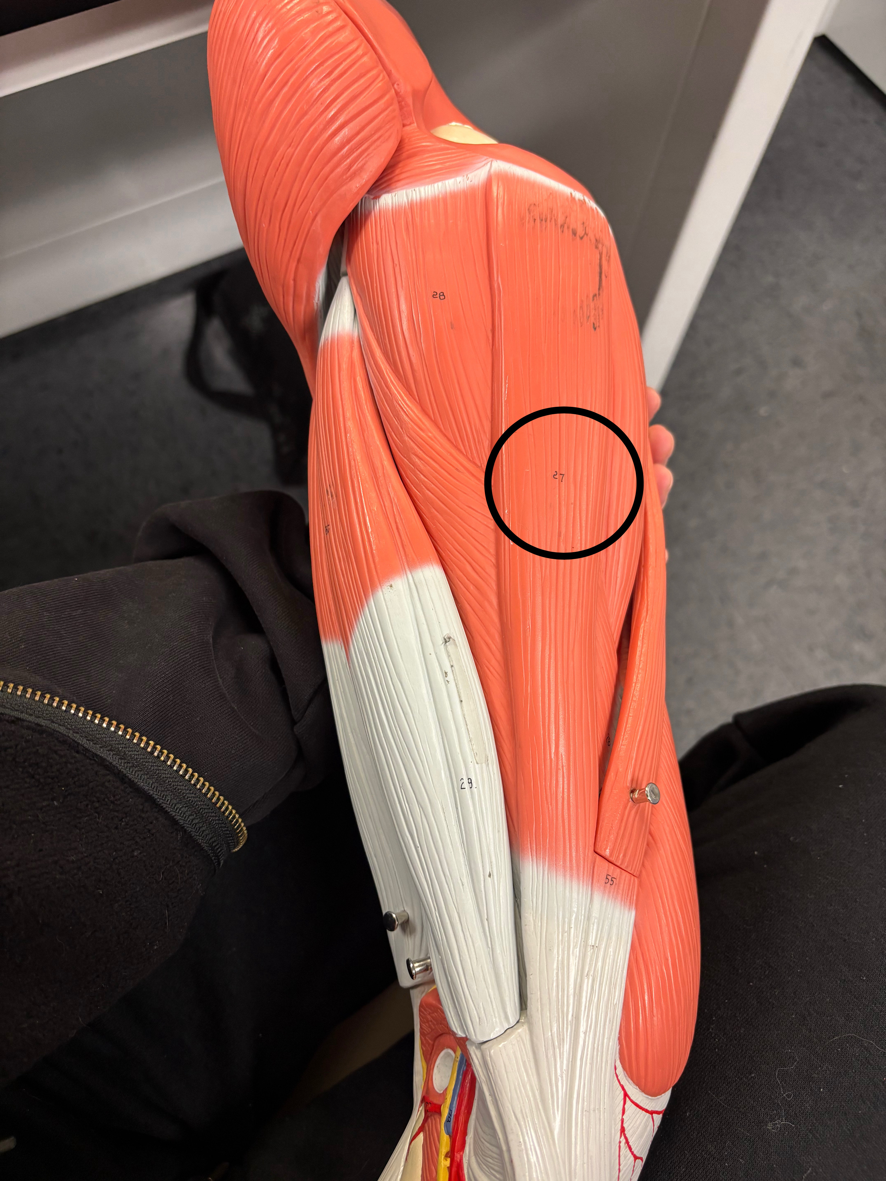 <p>Gracilis muscle</p><p>Adduction and medial (internal) rotation of the thigh at the hip joint; flexion of leg at knee joint</p>