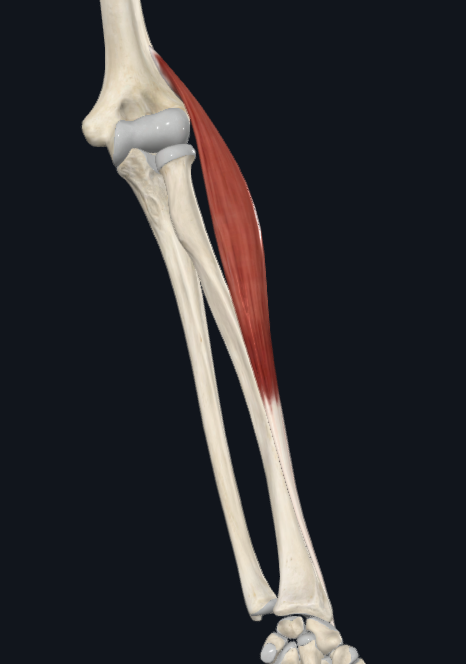 <p>m. extensor carpi radialis longus</p>