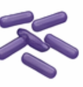 purple, thick peptidoglycan