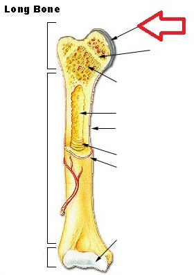 <p>covers the surfaces of bones where they come together to form joints</p>