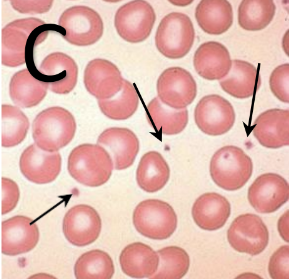 <p>What type of cell is this?</p>