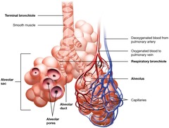 <p>It consists of the primary bronchi that divide into secondary and tertiary bronchi, leading to bronchioles.</p>
