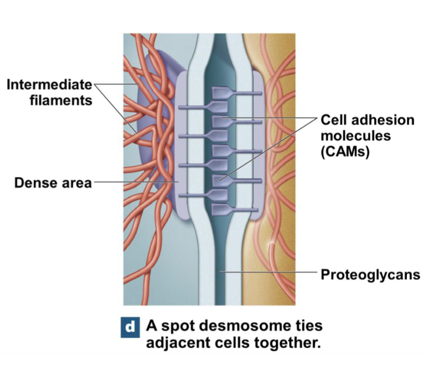 <p>Bind cells together</p>