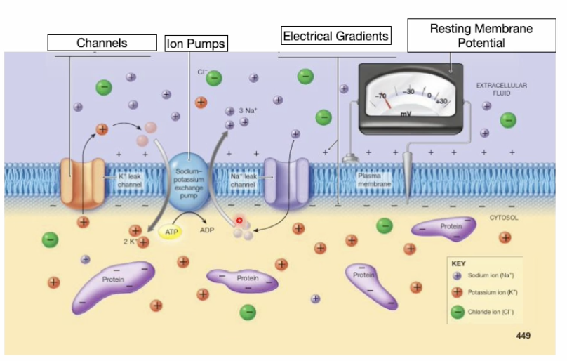 <ol><li><p>higher concentration of positive sodium ions outside the cell</p></li><li><p>positive potassium ions leaking out of the cell.</p></li><li><p>Negatively charged proteins inside the cell</p></li></ol><p></p>