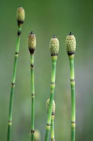 <p>-Sporangia is located on Sori (Ferns)</p><p>-Vascular</p><p>-Sporophyte dominant</p><p>-Fronds (Leaves)<br>(Horsetail Pictured)</p>