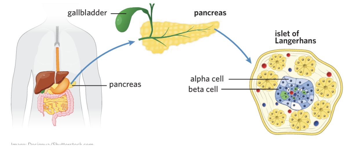 <p><span style="background-color: transparent;">Islets of Langerhans</span></p>