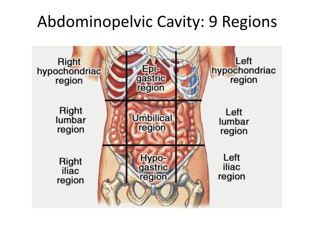 <p>the space between the diaphragm and the groin. There is no structurally distinct separation between the abdomen and pelvic regions.</p><ul><li><p><strong>Hypochondriac Regions (Left and Right)</strong>: the prefix “hypo” means below or under. The word “chondriac” means cartilage, which is referring to the cartilage of the ribs. When we put them together, this is the abdominal region that is under the ribs. Boom. Easy. So you have a right and left hypochondriac region.</p></li><li><p><strong>Lumbar Regions (Left and Right)</strong>: The word lumbar refers to the vertebrae in your lower back, which are the bones nearest to the lumbar region. That’s where this region gets its name.</p></li><li><p><strong>Iliac Region (Left and Right):</strong> The top of the hip bone has what is called the iliac crest, and that’s the bone closest to the iliac region.</p></li></ul><p></p><ul><li><p><strong>Epigastric Region</strong>: The prefix “epi” means above, or over, and “gastric” means stomach or belly. Therefore, this is the region over and above the belly.</p></li><li><p><strong>Umbilical Region</strong>: This is easy to remember because the umbilical region contains your navel, which is also called the umbilicus. The navel is the landmark for the four quadrant point of intersection, and it can also help you remember that the umbilical region makes up the middle of the nine abdominal regions.</p></li><li><p><strong>Hypogastric Region:</strong> We’ve already learned that hypo means “below,” and gastric refers to the stomach or belly. So when we put the two together, we know that the hypogastric region is the region below the belly.</p></li></ul><p></p>