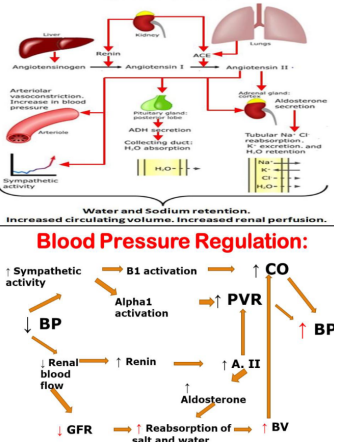 <p>Explain the difference in between the baroreceptor and RAAS</p>
