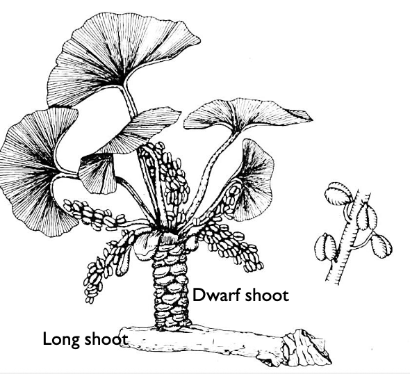 <p>a: microsporangia</p>