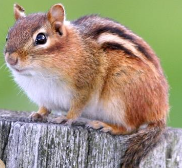 <p>Eastern chipmunk </p>