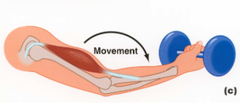 <p>muscle lengthens; move WITH gravity; deceleration activities</p>