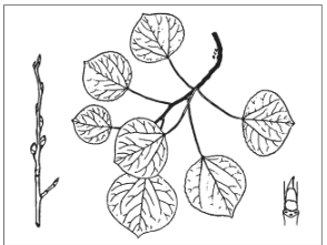 <p>Identify the species</p>