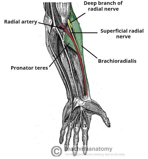 <p>Summerize the <strong>radial nerve</strong>.</p>