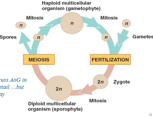 <p>Alternation of generations</p>
