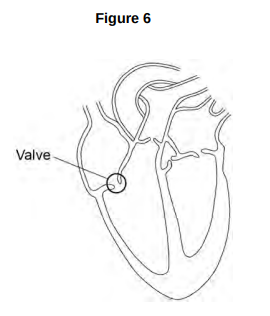 <ul><li><p><strong>Figure 6</strong> shows the internal structure of the human heart.</p></li><li><p>One of the heart valves is labelled.</p></li><li><p>Sometimes a valve in the heart can start to leak.</p></li></ul><p>Explain why a person with a leaking heart valve has difficulty exercising. [4 marks]</p>