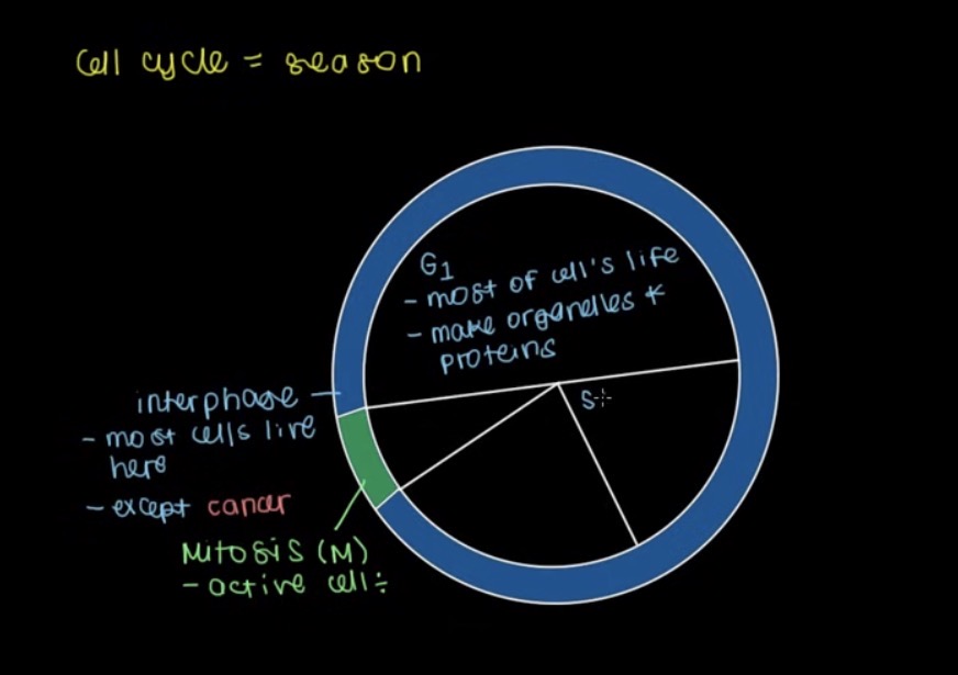 <p>In which part of interphase is extra organelles and proteins produced?</p>