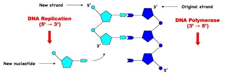 <p>The direction in which DNA polymerase extends a new DNA strand. Each new nucleotide is attached to the strand’s free 3′-OH group.</p>