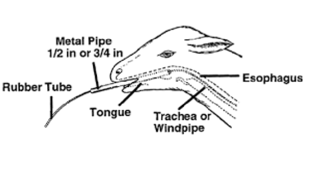 <p>A lamb stomach tube </p>