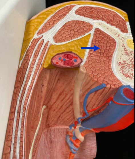 <p>Name the muscle</p>