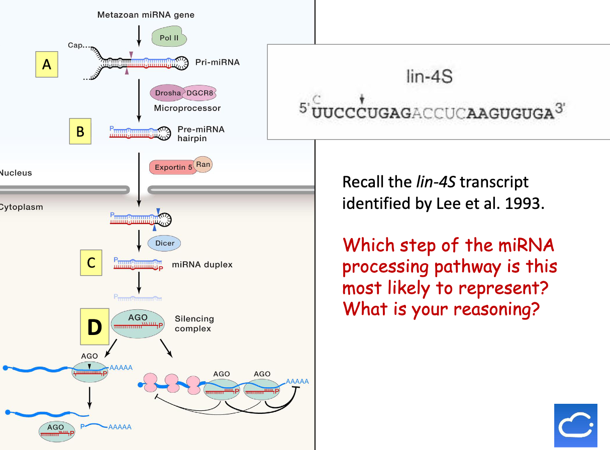 <p>5) miRNA duplex is then loaded onto the AGO (Argonaute) protein to form the RNA-induced silencing complex (RISC)</p>