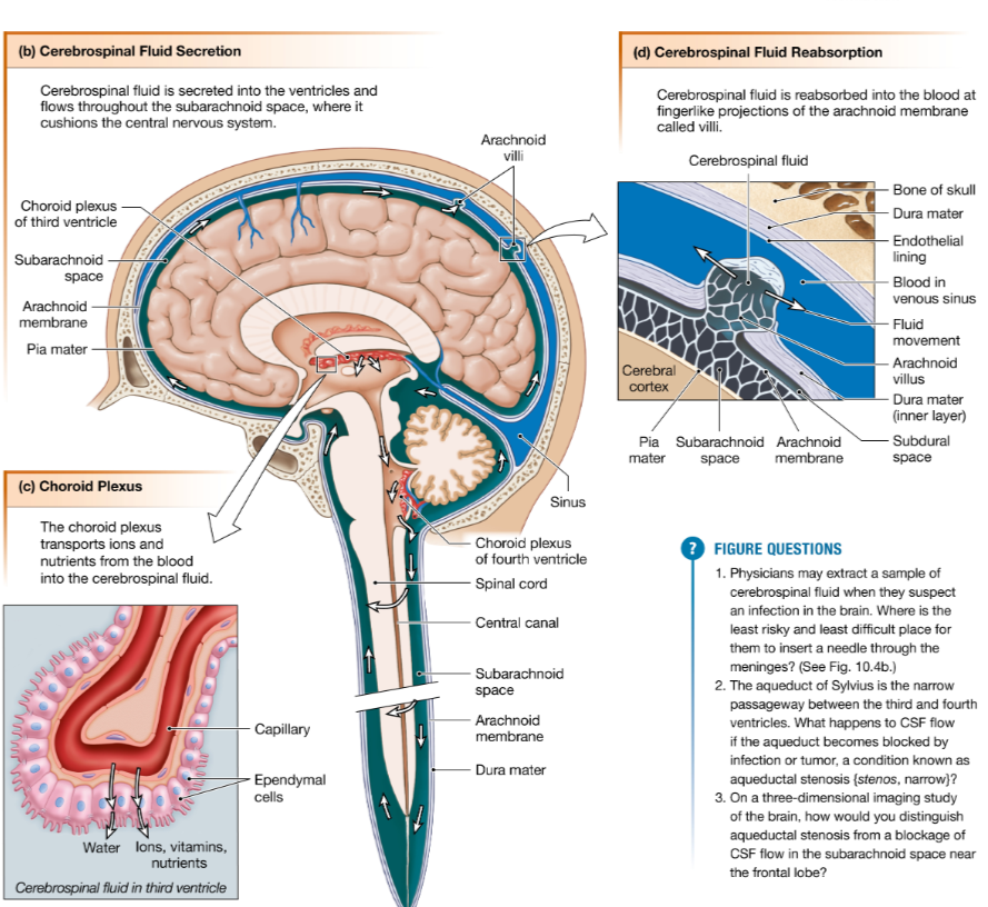<p>Cerebrospinal fluid (<strong>CSF</strong>) is a salty solution that is continuously secreted by the choroid plexus, a specialized region on the walls of the ventricles </p>