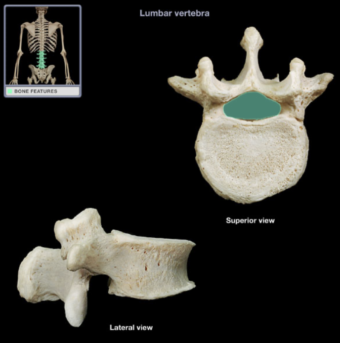 <p>(lower spine) Hole in the middle</p>