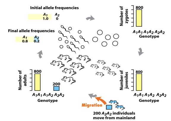 <p>Migration as an Evolutionary Force</p><ul><li><p>what is migration?</p></li><li><p>what is migration caused by?</p></li><li><p>what does migration prevent?</p></li><li><p>what can migration cause?</p></li></ul><p></p>