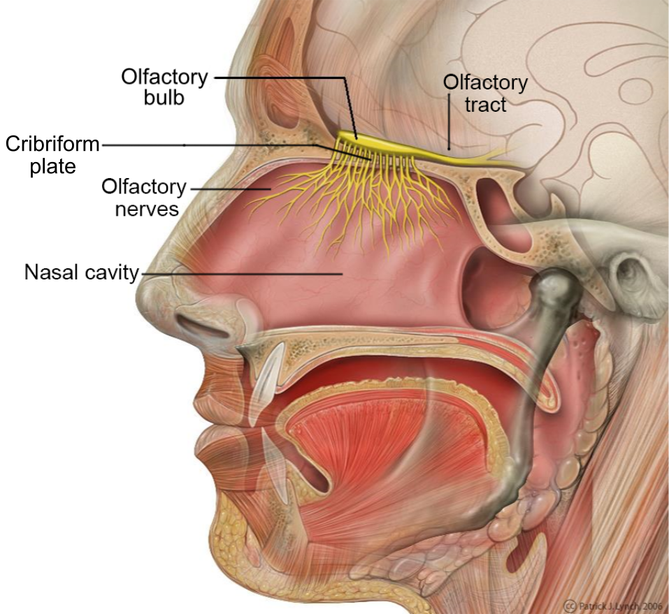 <p>Smell stimuli of Cephalic Phase: </p>